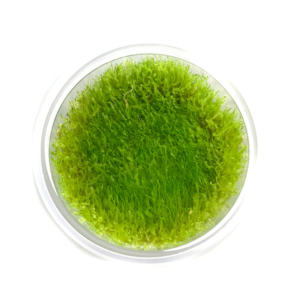 Amblystegium Serpens Nano Mech do akwarium In Vitro kubek